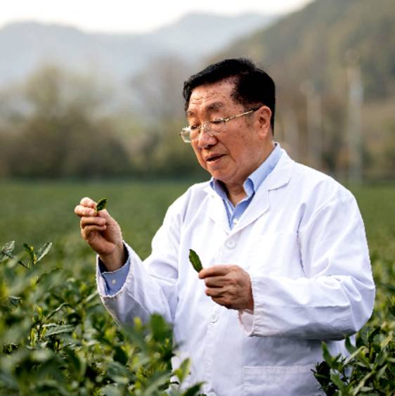 专家 陈宗懋